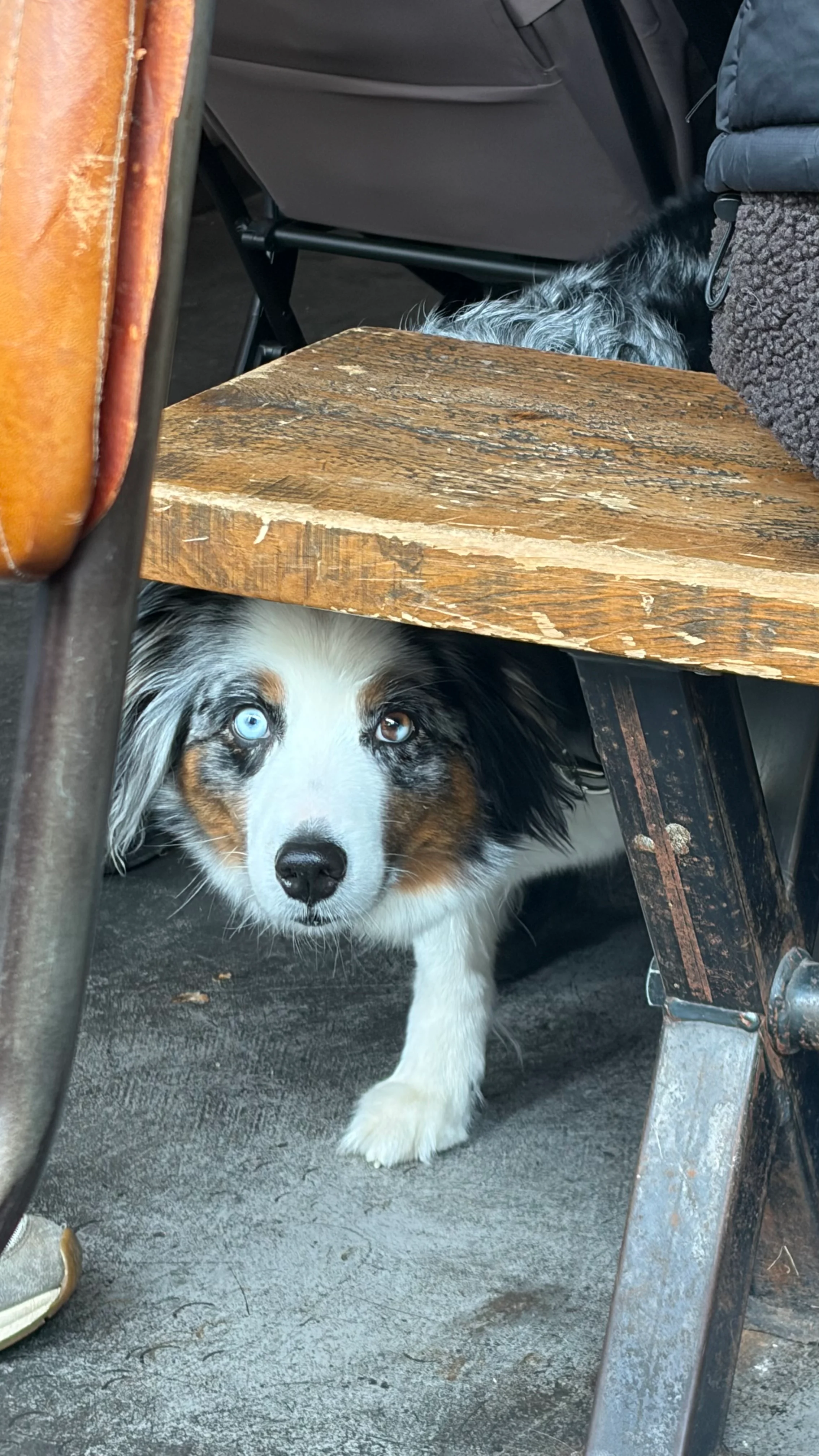 Dog